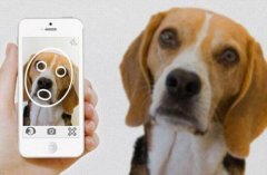 【動物也用上了面部識別：每一只雞都被安排得明明白白[允悲]】