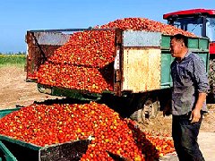 這是番茄收購真正需要的衡安番茄收購系統