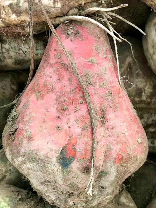 衡安甜菜收購系統(tǒng)