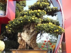 衡安稱重軟件邀您共賞2013開封清明上河園國際菊